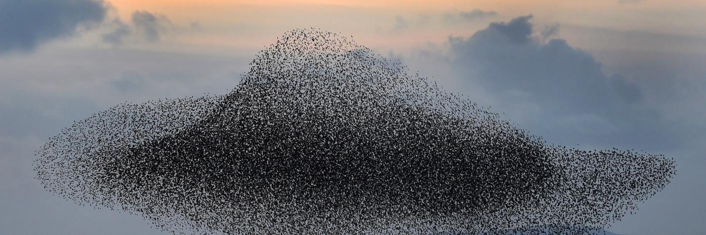 Umberto Picchini banner