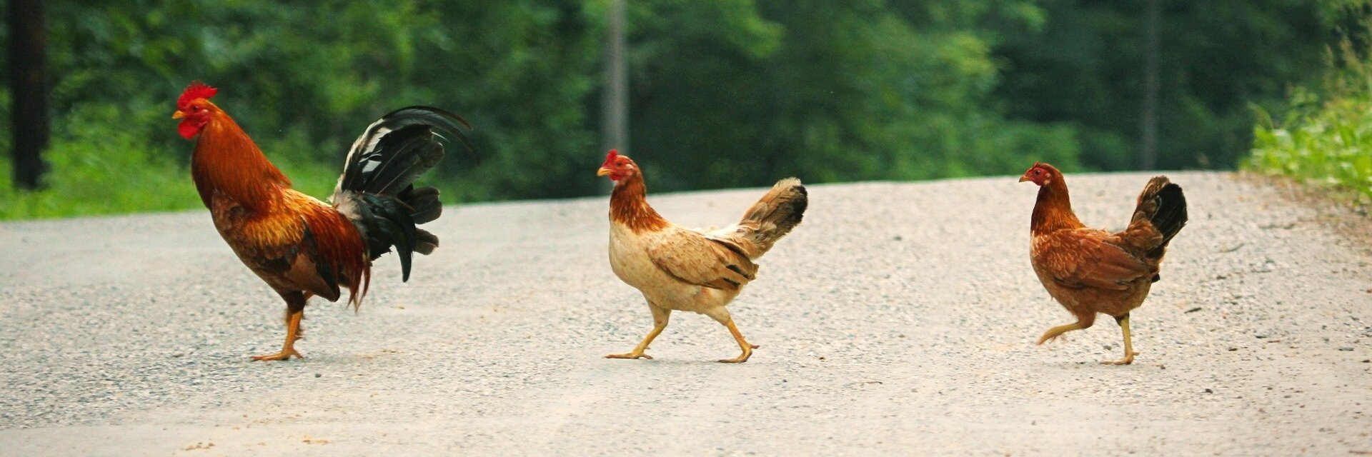 Lord Of All Chickens banner