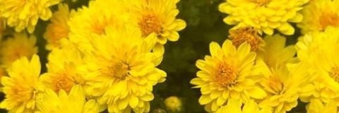 OmyTae's profile banner image