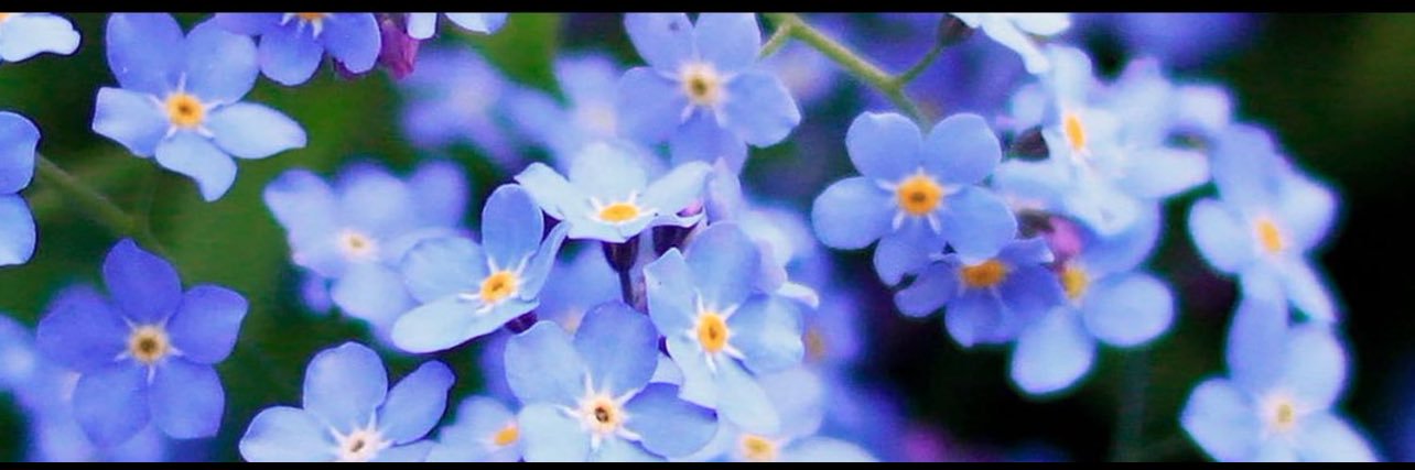 SE2010Flower's profile banner image