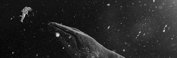 whalecha's profile banner image