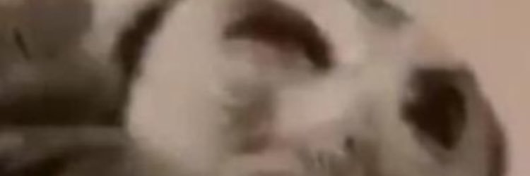 McNuggems's profile banner image