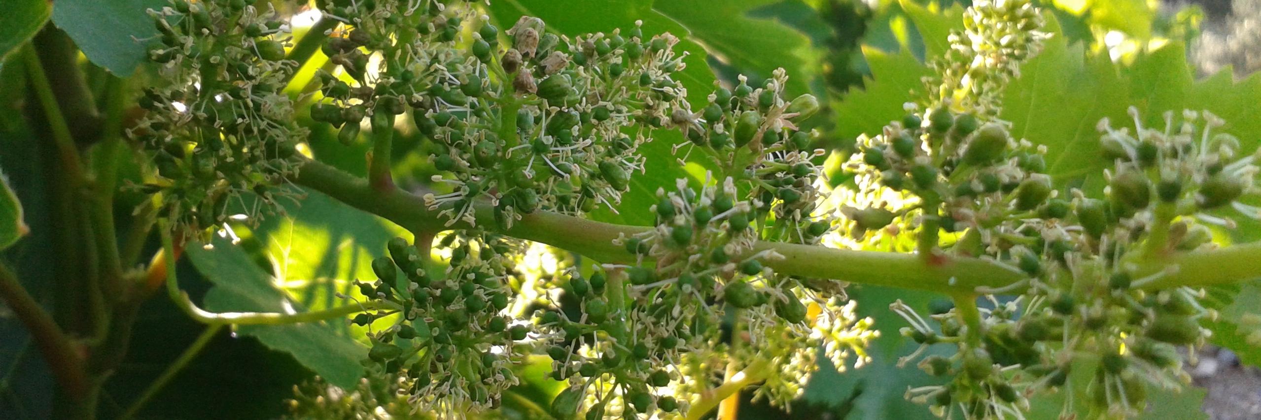 Bodega Dimobe banner