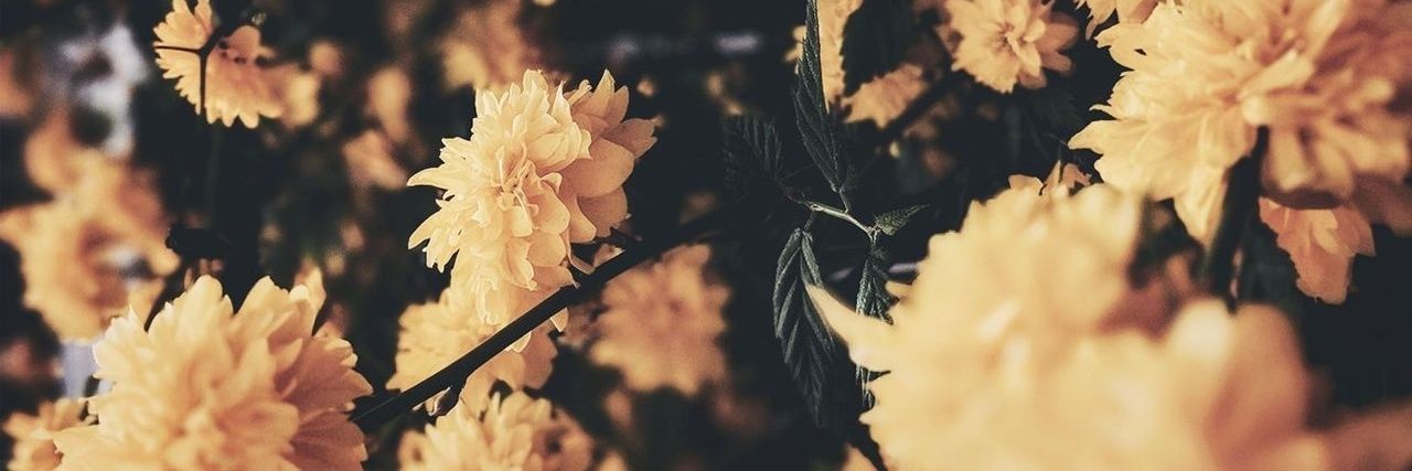 Wiiildflwr's profile banner image