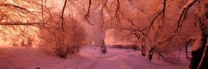 Alisson_Pruvost's profile banner image