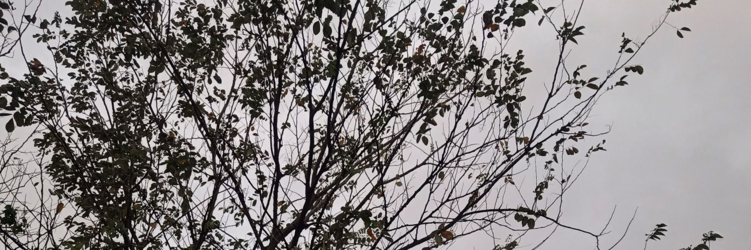 SKK_RyanMichael's profile banner image