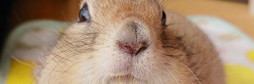 遠夜さん家のまめすけ banner