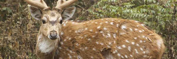 piyaseth1 Profile Banner