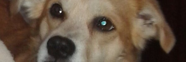 reseneka Profile Banner