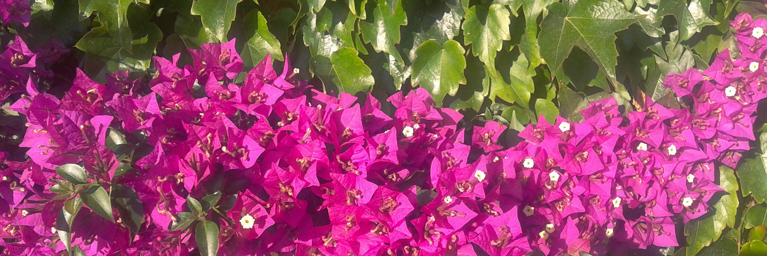 CTalaveraTorres's profile banner image