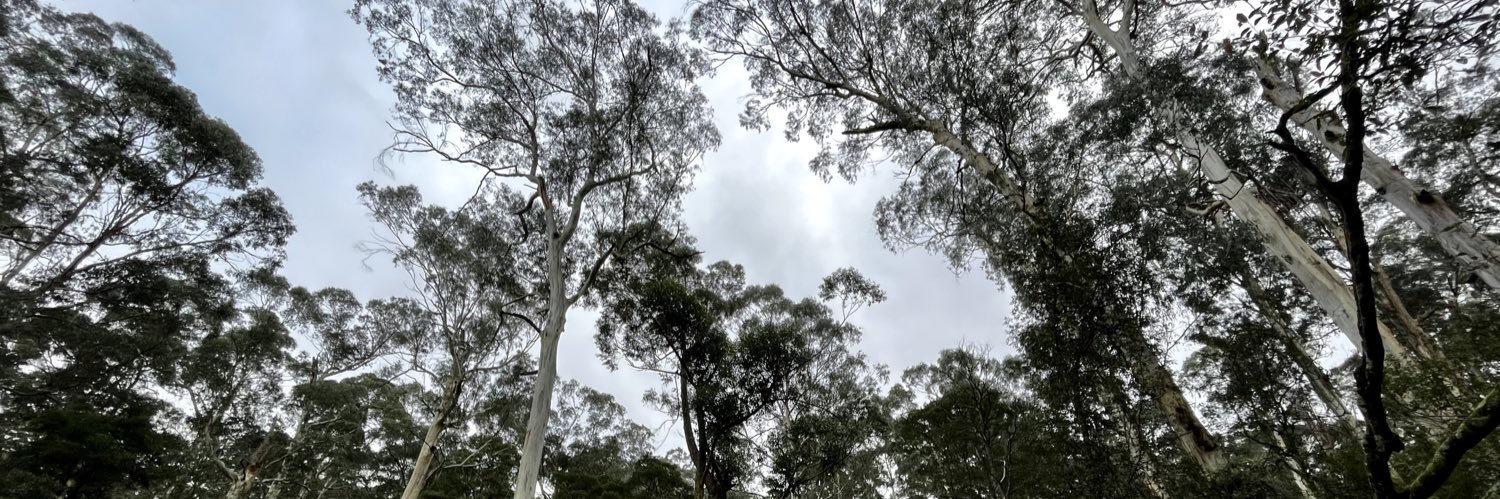 Dr Bluegum Poetree 🌳🧠 ☕️🖋️🐙💭🥾🌳📸 banner