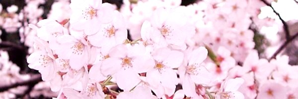 kahonosato's profile banner image