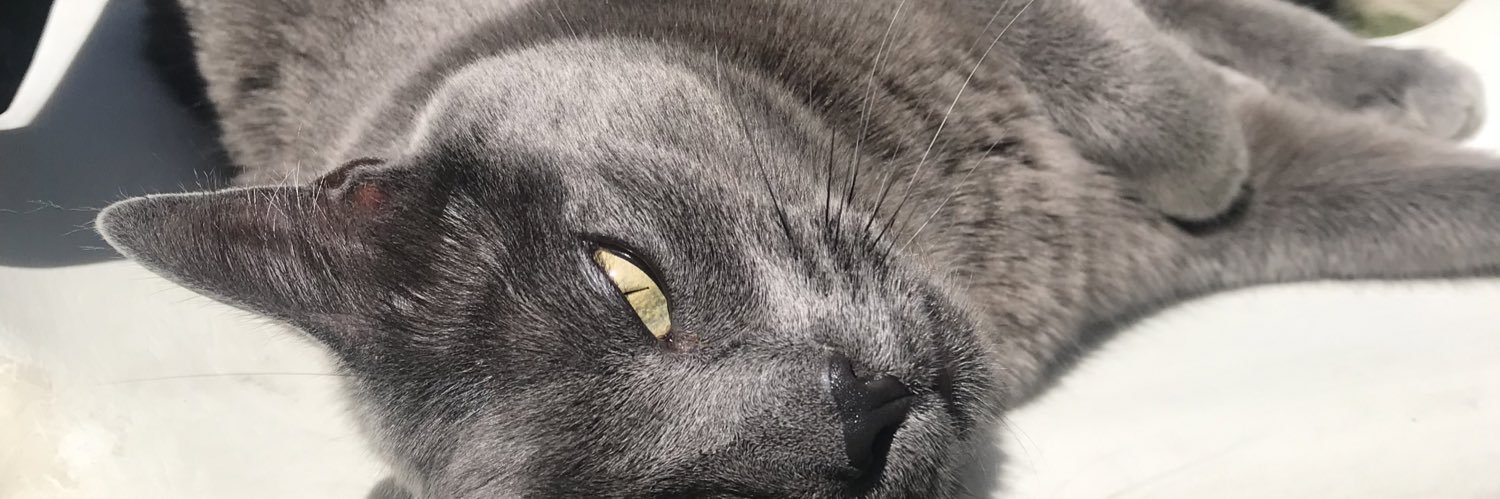 sofii_fari's profile banner image