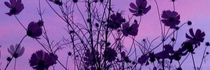 ampipringlesg's profile banner image