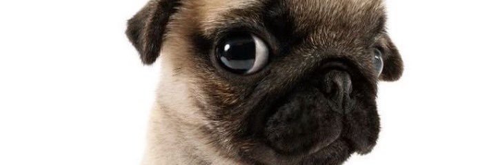 Rebeca banner