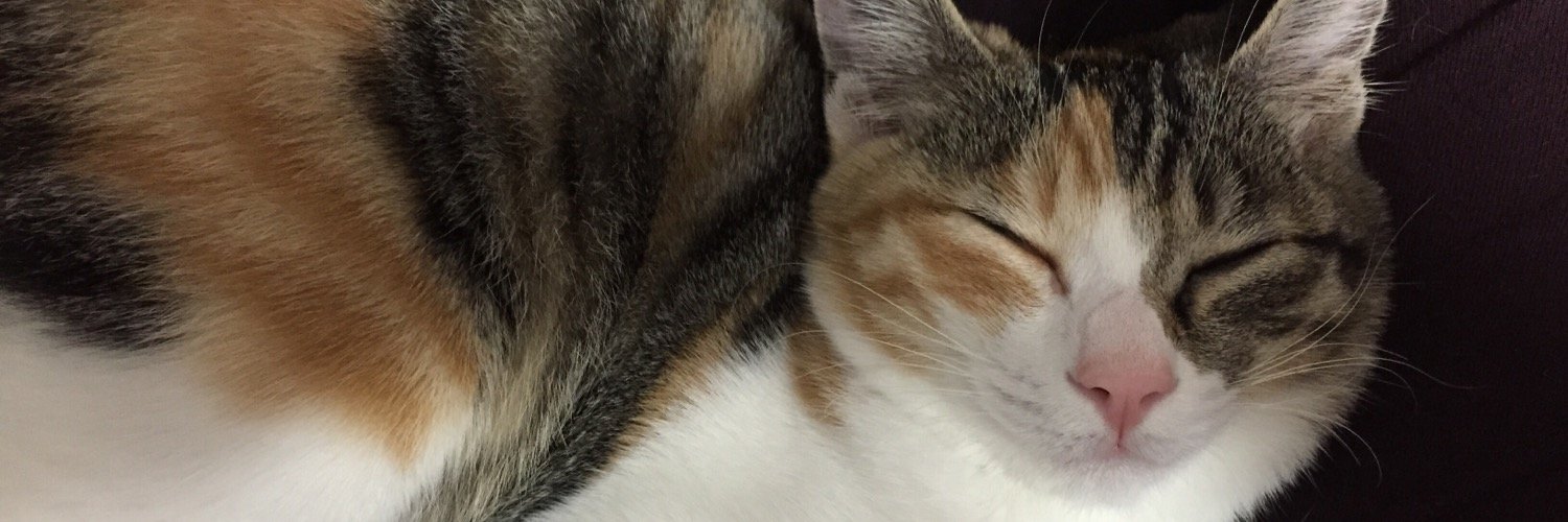 ネコスキー@ありこ banner