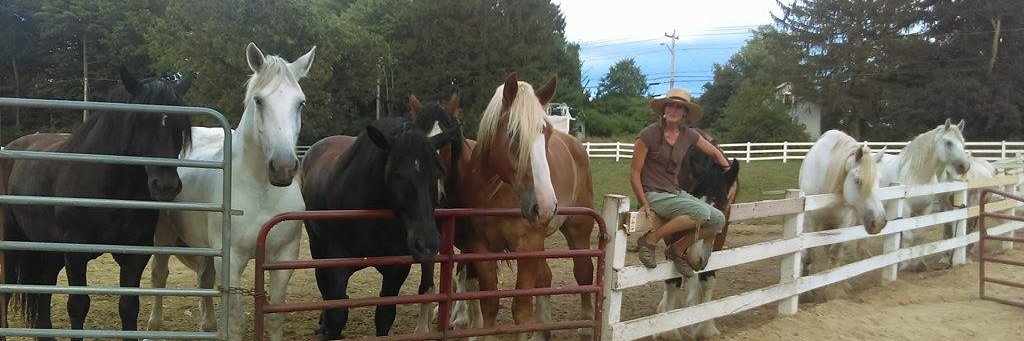 equiculture's profile banner image