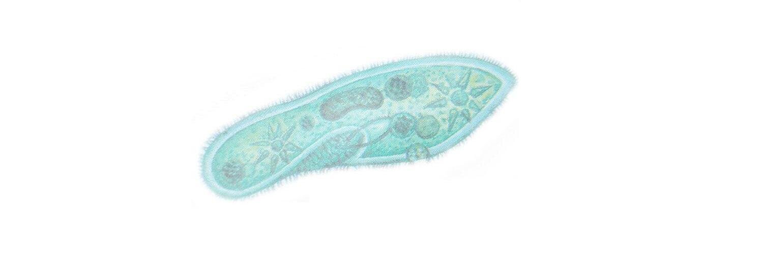 _Protozoan's profile banner image