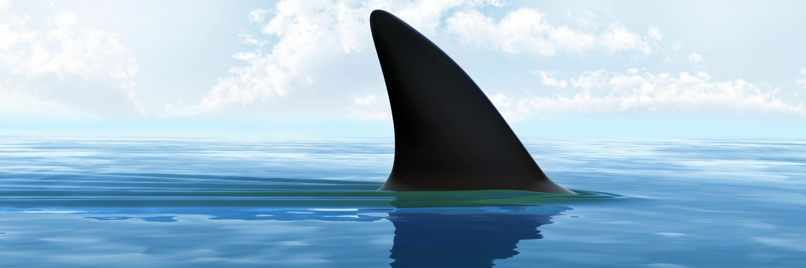 finleyraser's profile banner image