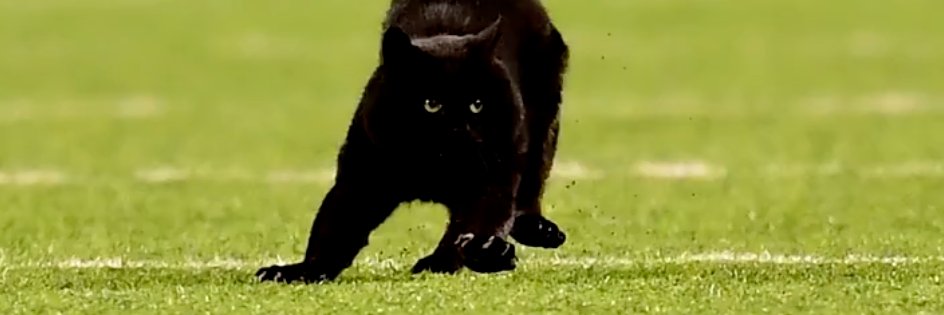 JerryJonesCat's profile banner image
