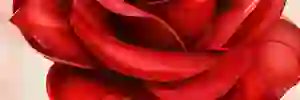 Barbiepalicia's profile banner image