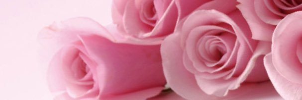 Rose_Velvet banner