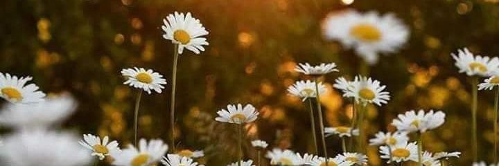 Hiiii_Ray's profile banner image