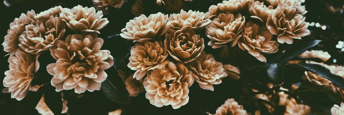 🌼 banner