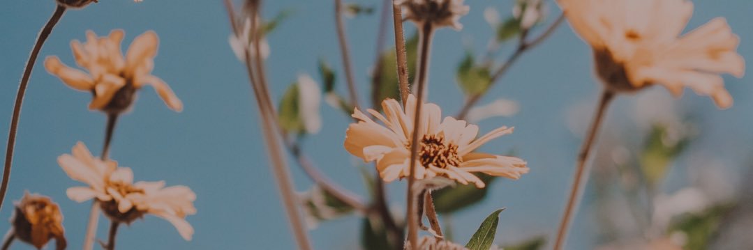 catehahn_'s profile banner image