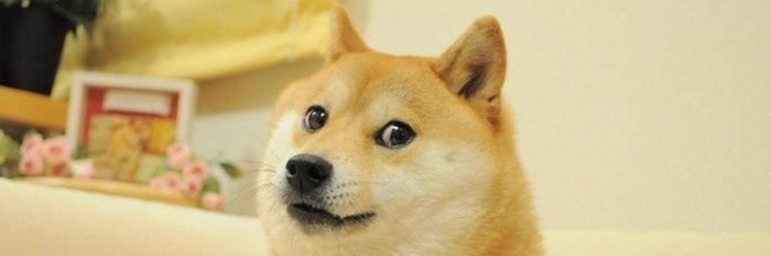 Dogechuu's profile banner image