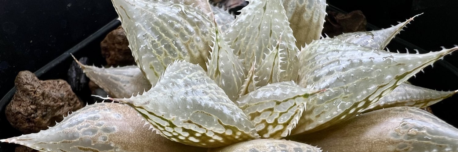 もももぐら banner