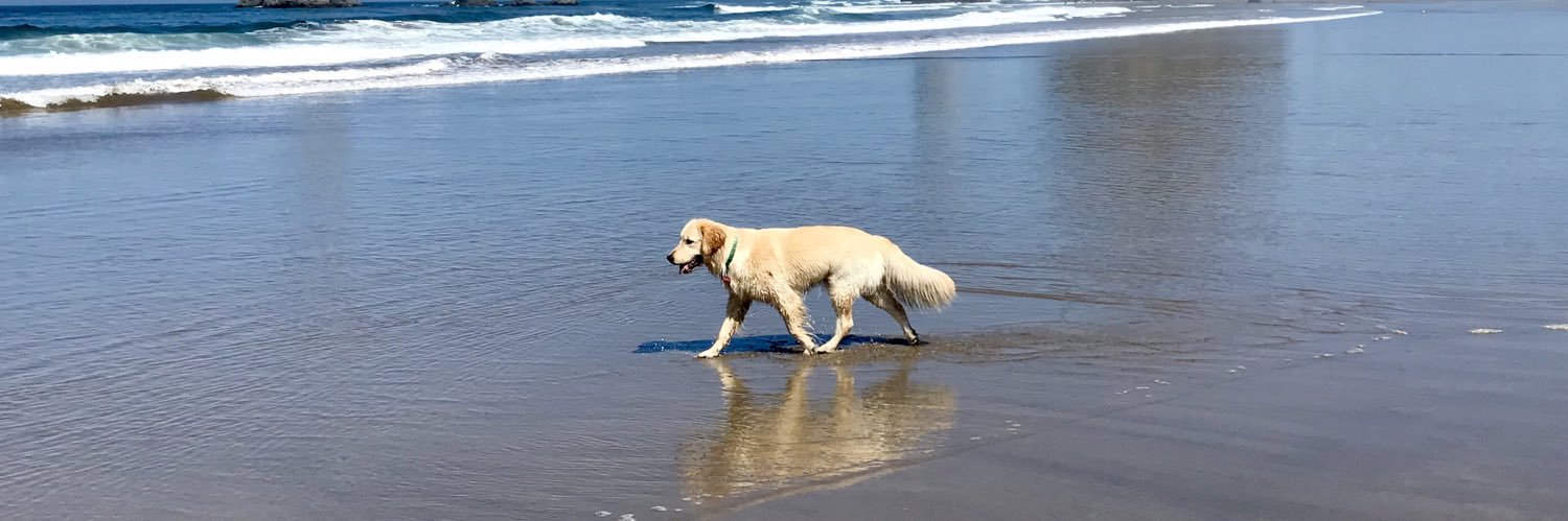 GoDucksHoogie's profile banner image