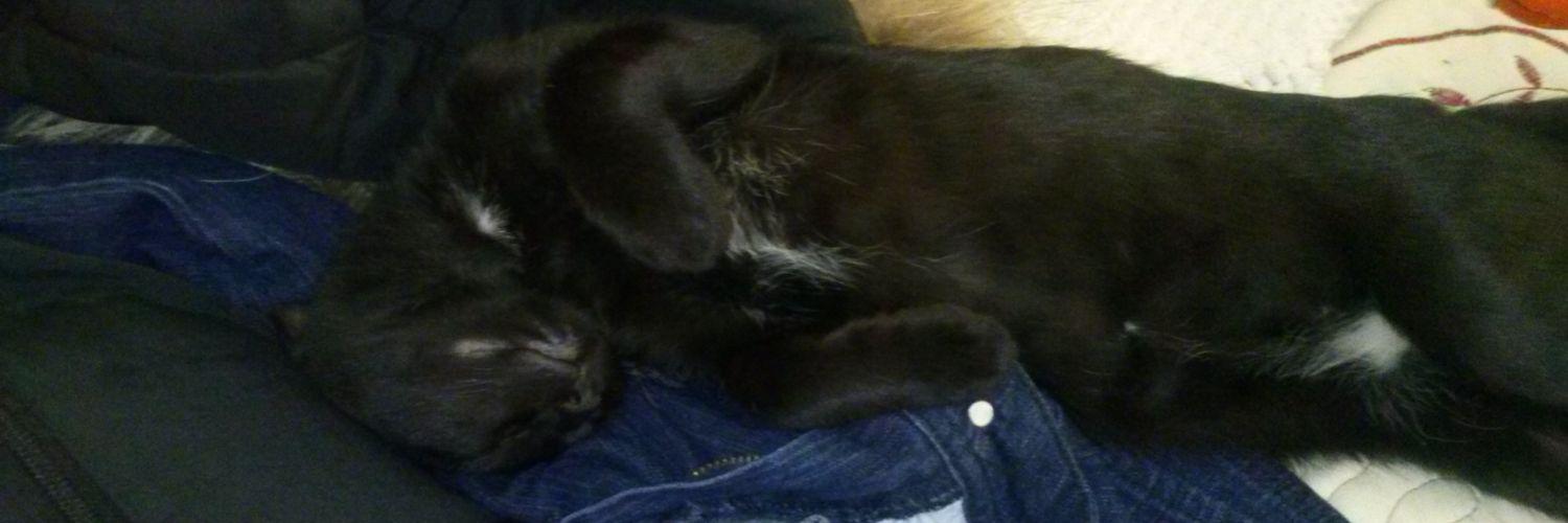 Tobicuss's profile banner image
