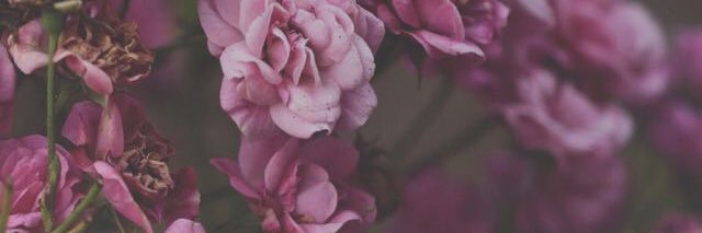 LindsayVanMil's profile banner image
