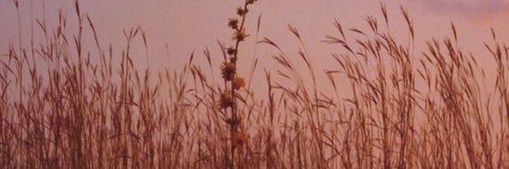 anelehzt's profile banner image