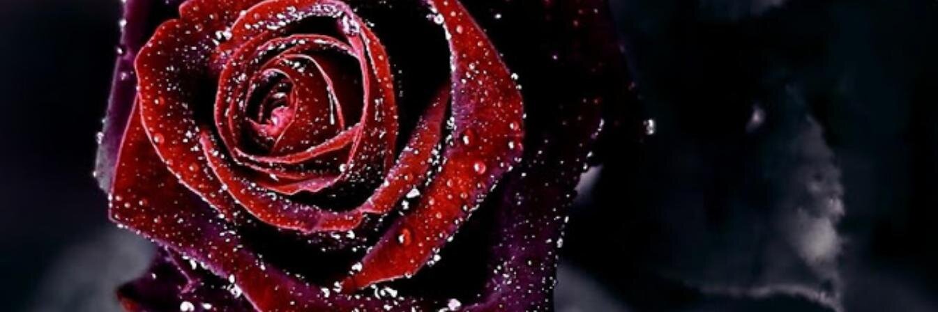 AnonyRose's profile banner image