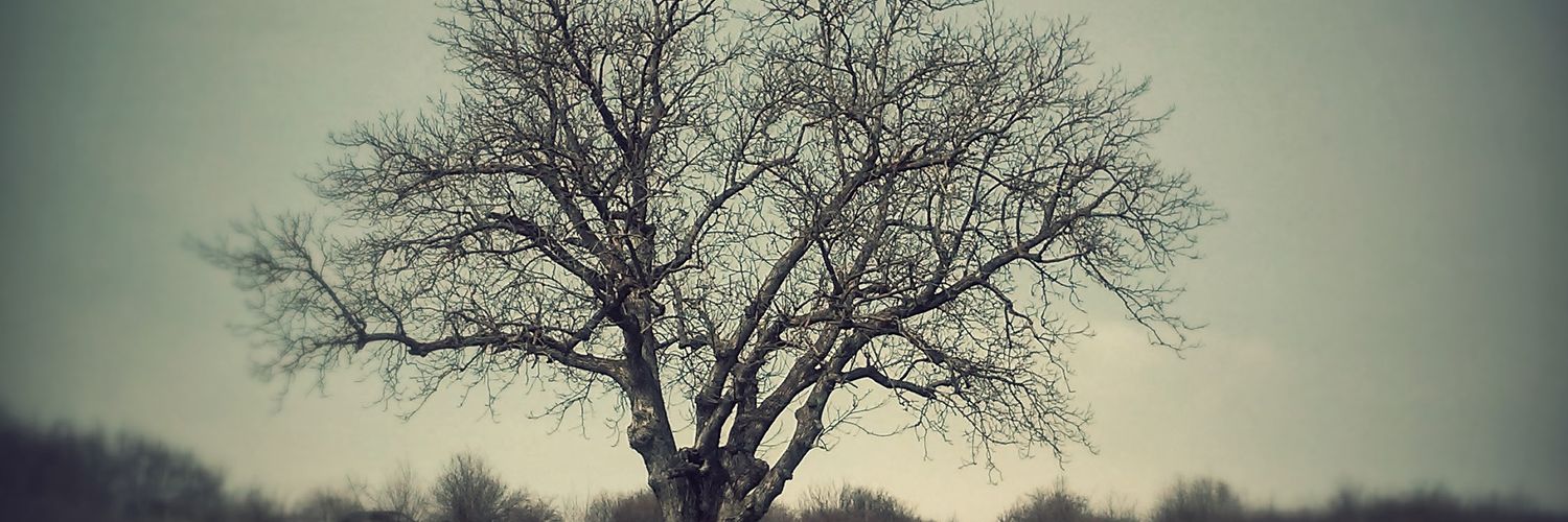 a_stranger's profile banner image