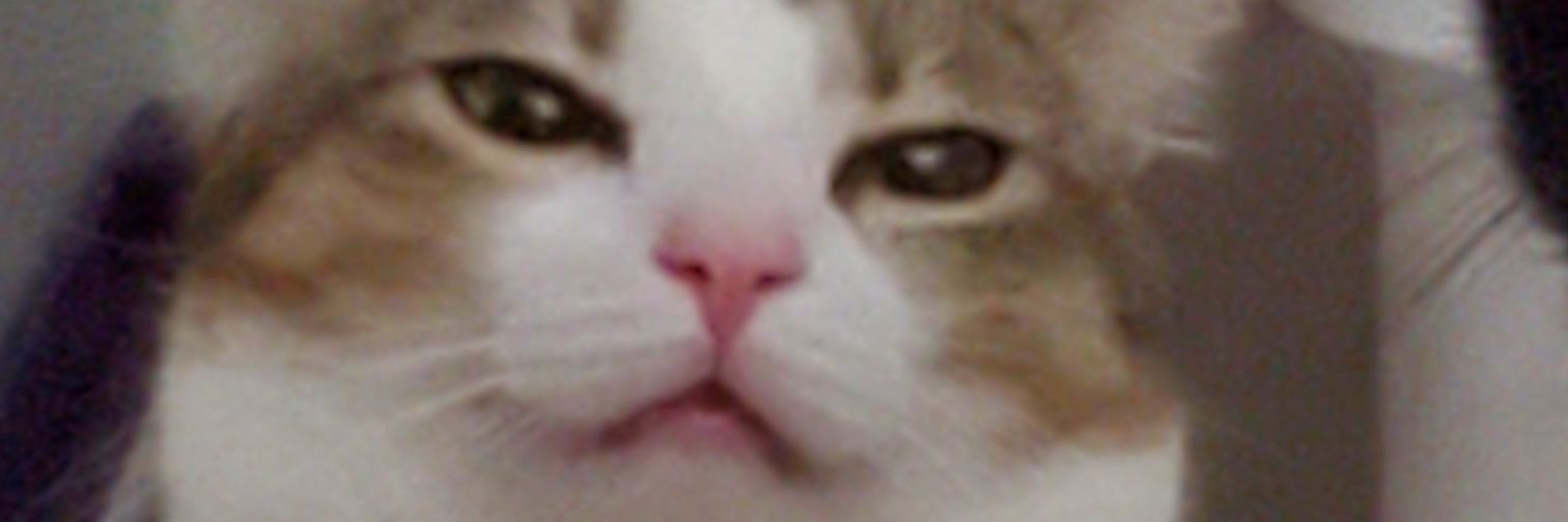Lisa Jane banner