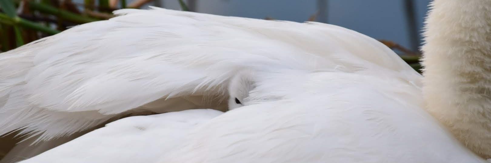 SHUTTY 🇬🇧 banner