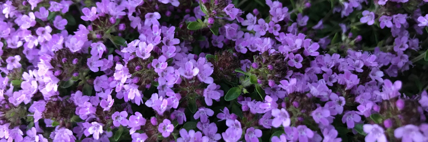 Erin Schnabel banner