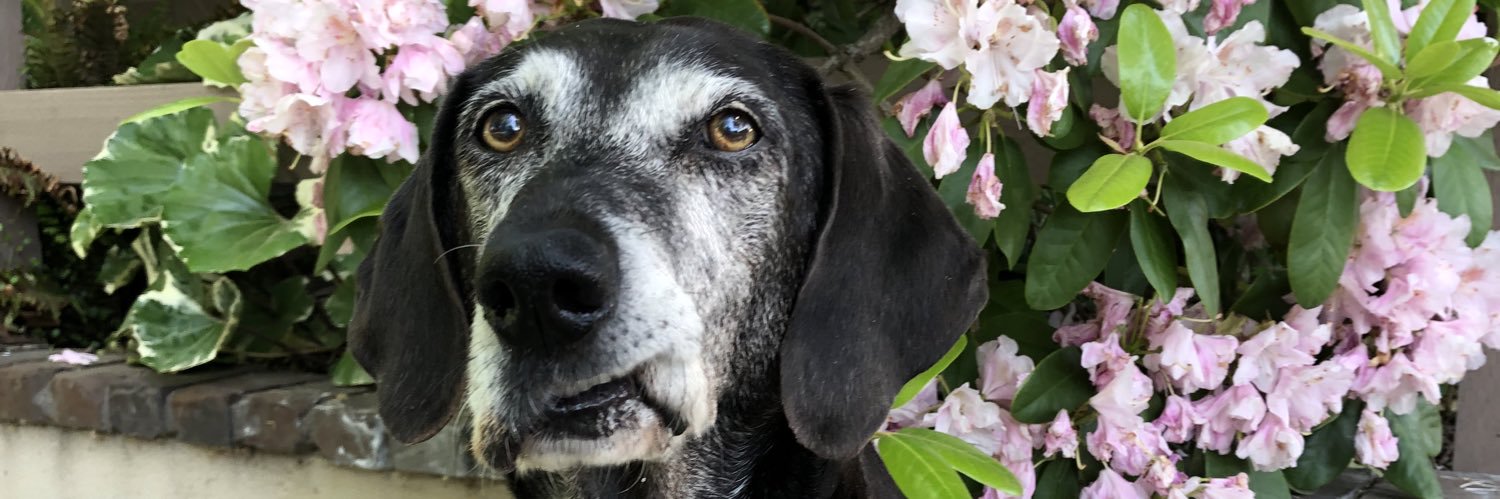 🐾Maggie🐾🌈😇 banner