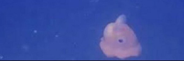 angelorockk Profile Banner