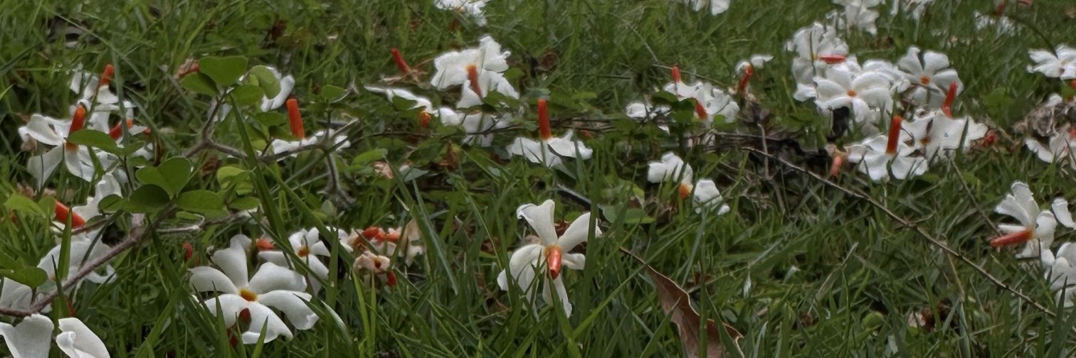 chenthu.... ⚡ banner