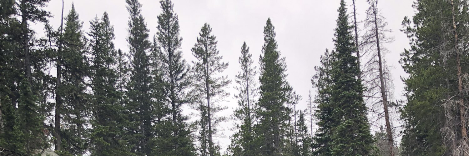 Nikola Ohtani banner