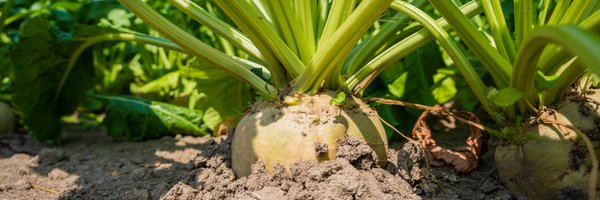 CosunBeetCo Profile Banner