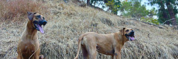 JohnathanPerk Profile Banner