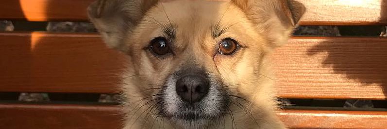 nika 🏳️‍🌈🐶 banner