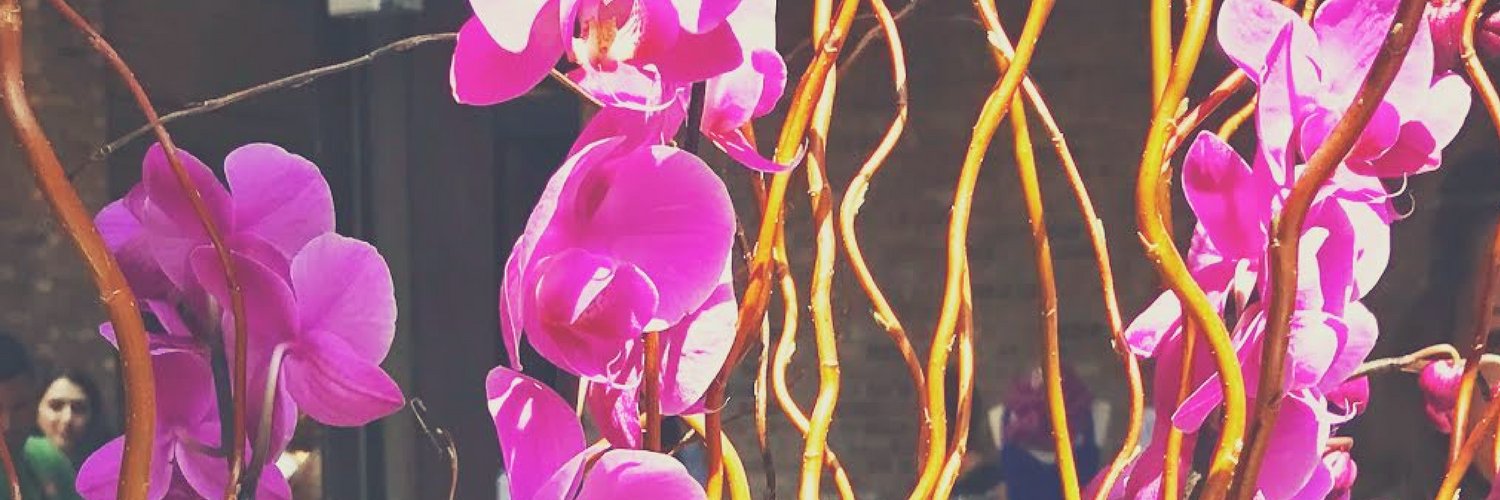 Orchidea banner