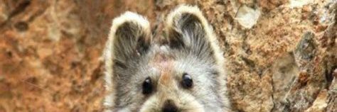 Dr Snoozy Fugglesnuck banner