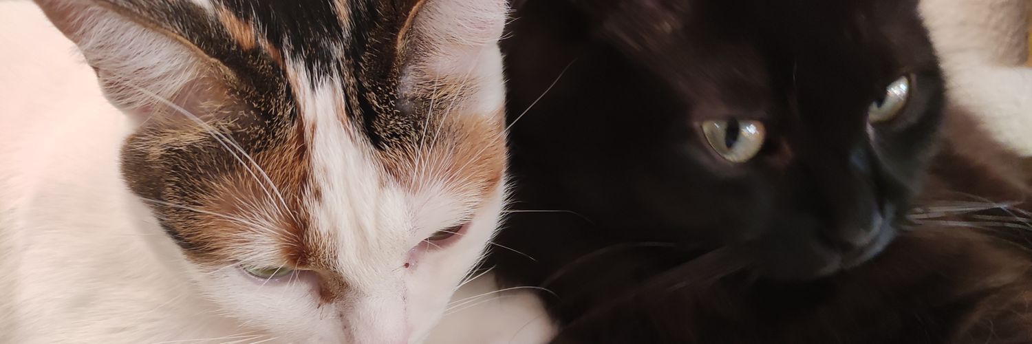 EleoneChan's profile banner image